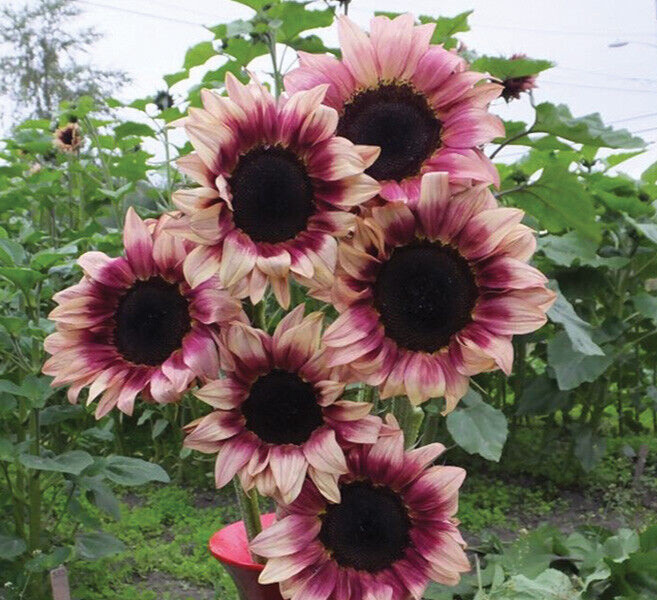20 PLUM ProCut Sunflower Seeds, Annual, NON GMO, Fresh Seeds, NEW & UNIQUE COLOR