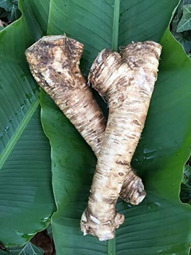 Horseradish Root, Sauget, 2 Pound (Sold by Weight). -Country Creek LLC-