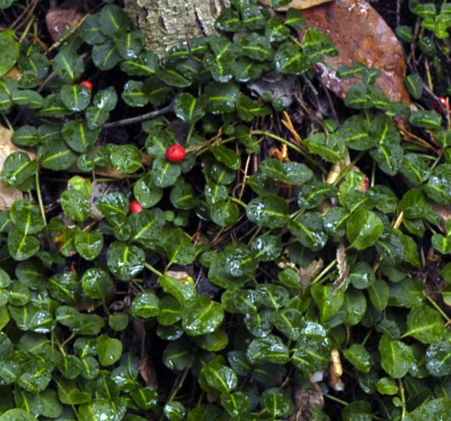PARTRIDGE BERRY 10 Rooted Cuttings ~evergreen ~Shade ~low growing ~ground cover