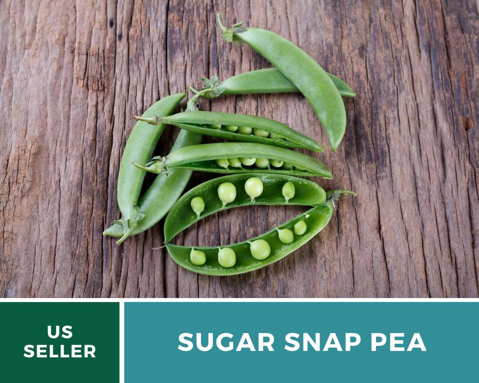 Peas, Sugar Snap – Heirloom Seeds – Sow Spring for midsummer or Summer for Fall