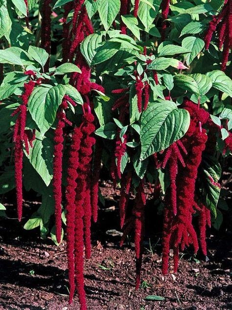 Amaranthus, ‘Love Lies Bleeding’ 35 seeds