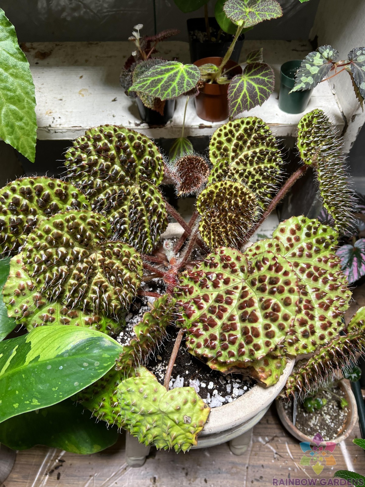 25+ Melanobullata Begonia Seeds for Garden Planting – USA – FREE SHIPPING!