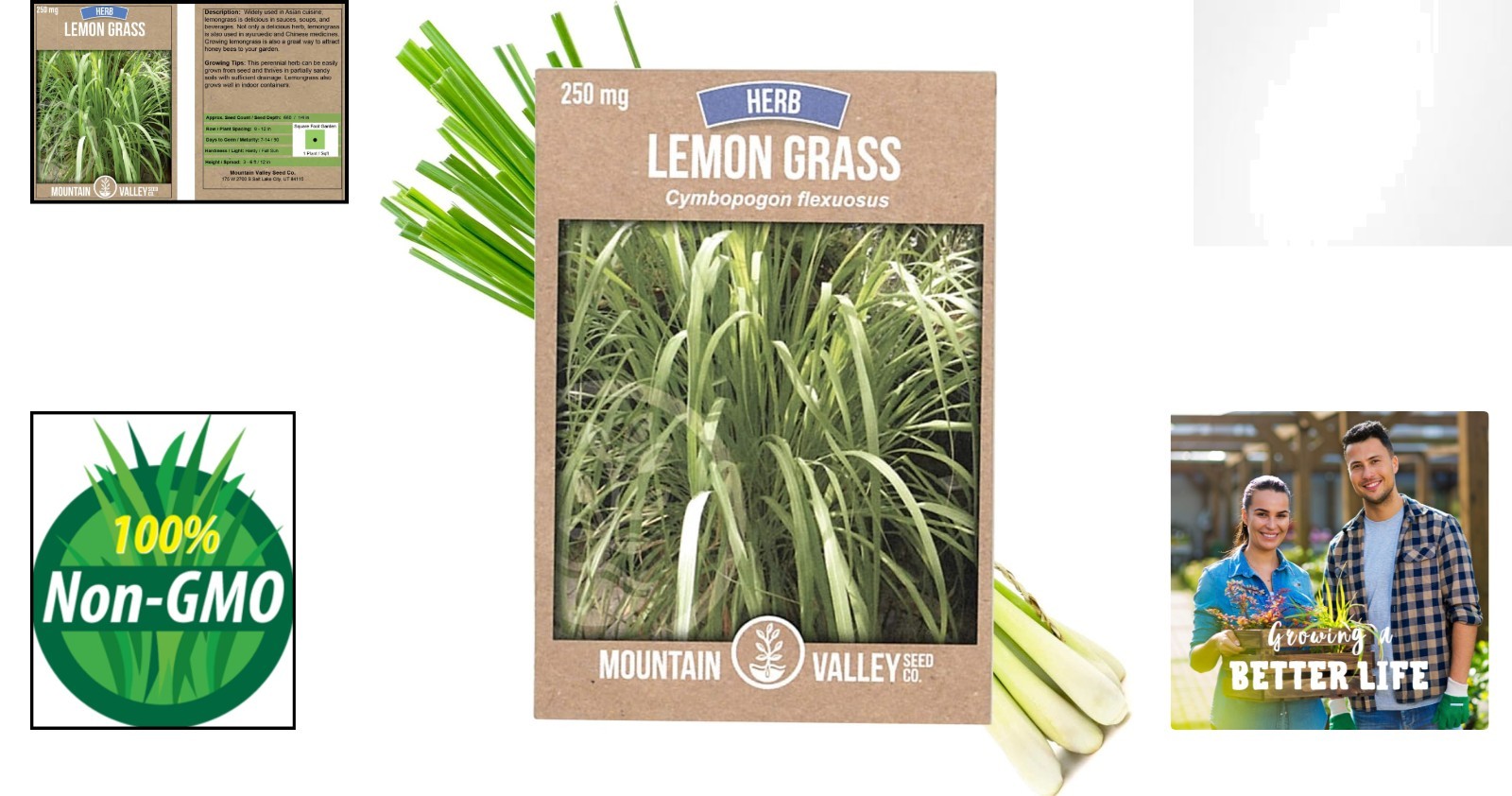 250 Mg Non-GMO Heirloom Lemongrass Seeds for Culinary Garden – Fragrant & Fresh