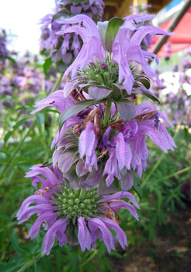 Monarda citriodora | Lemon Mint | Lemon Bee Balm | 1000 Seeds