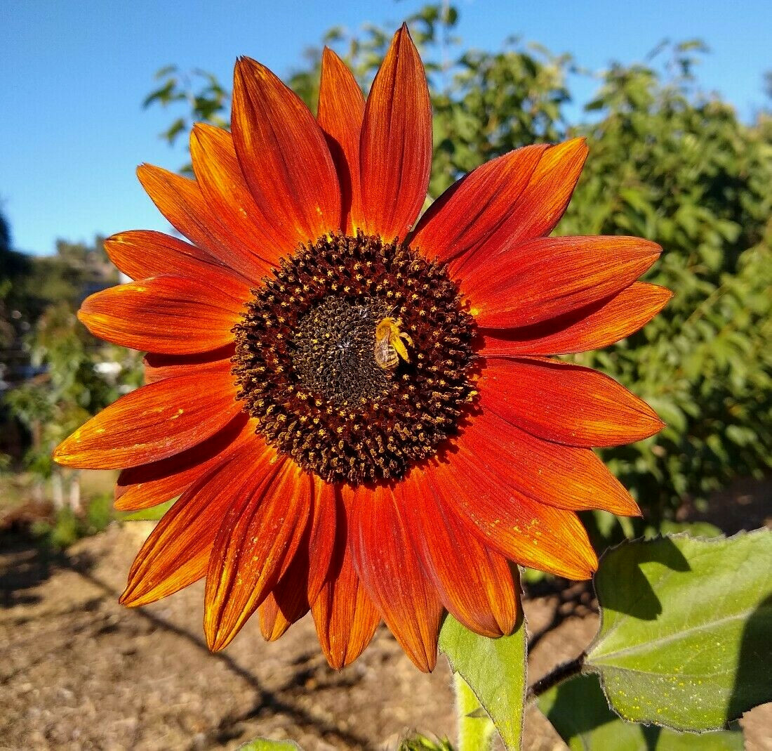 105+ Velvet Queen SunFlower Seeds Non-GMO Easily Grows Every-Where~FREE SHIPPING