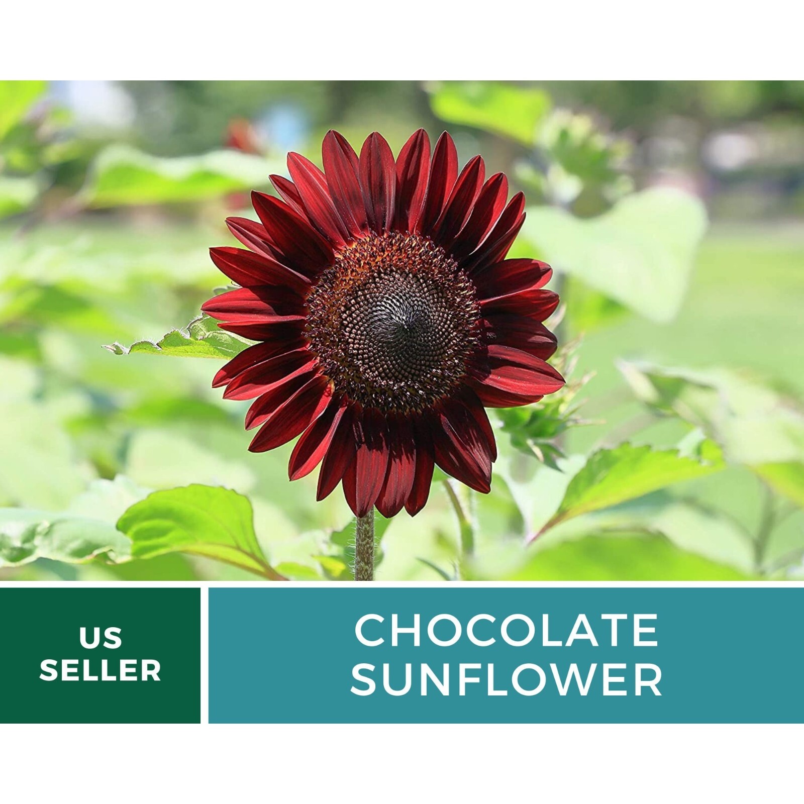 Sunflower, Chocolate – Heirloom Seeds – Fall Colors (Helianthus annuus)