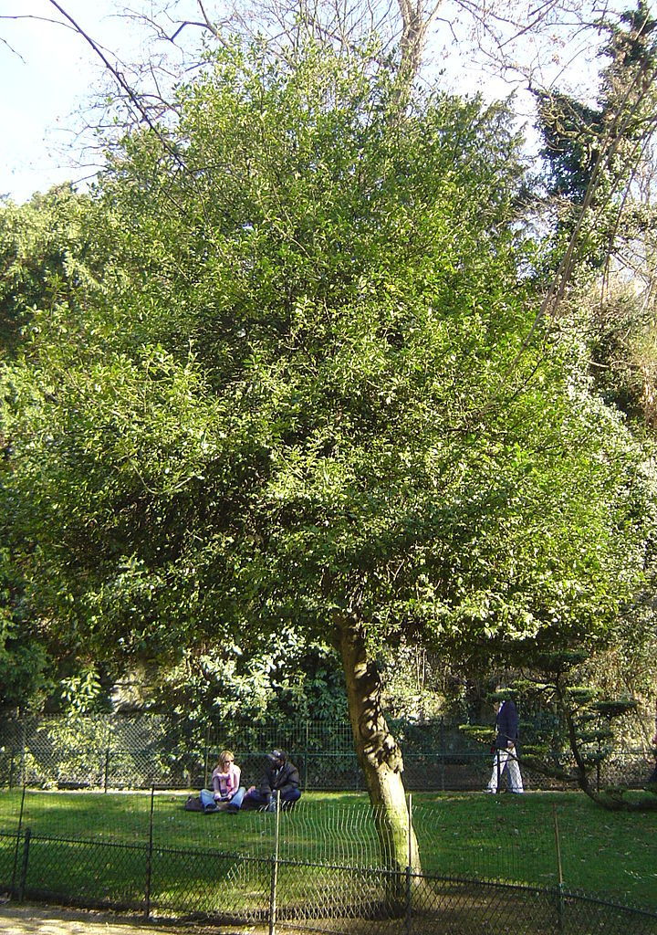 English Holly, Ilex aquifolium, Tree Seeds
