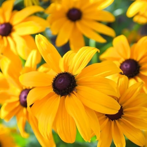 400,000+ Non-GMO Black Eyed Susan Seeds – Rudbeckia Hirta Wildflower for Garden,