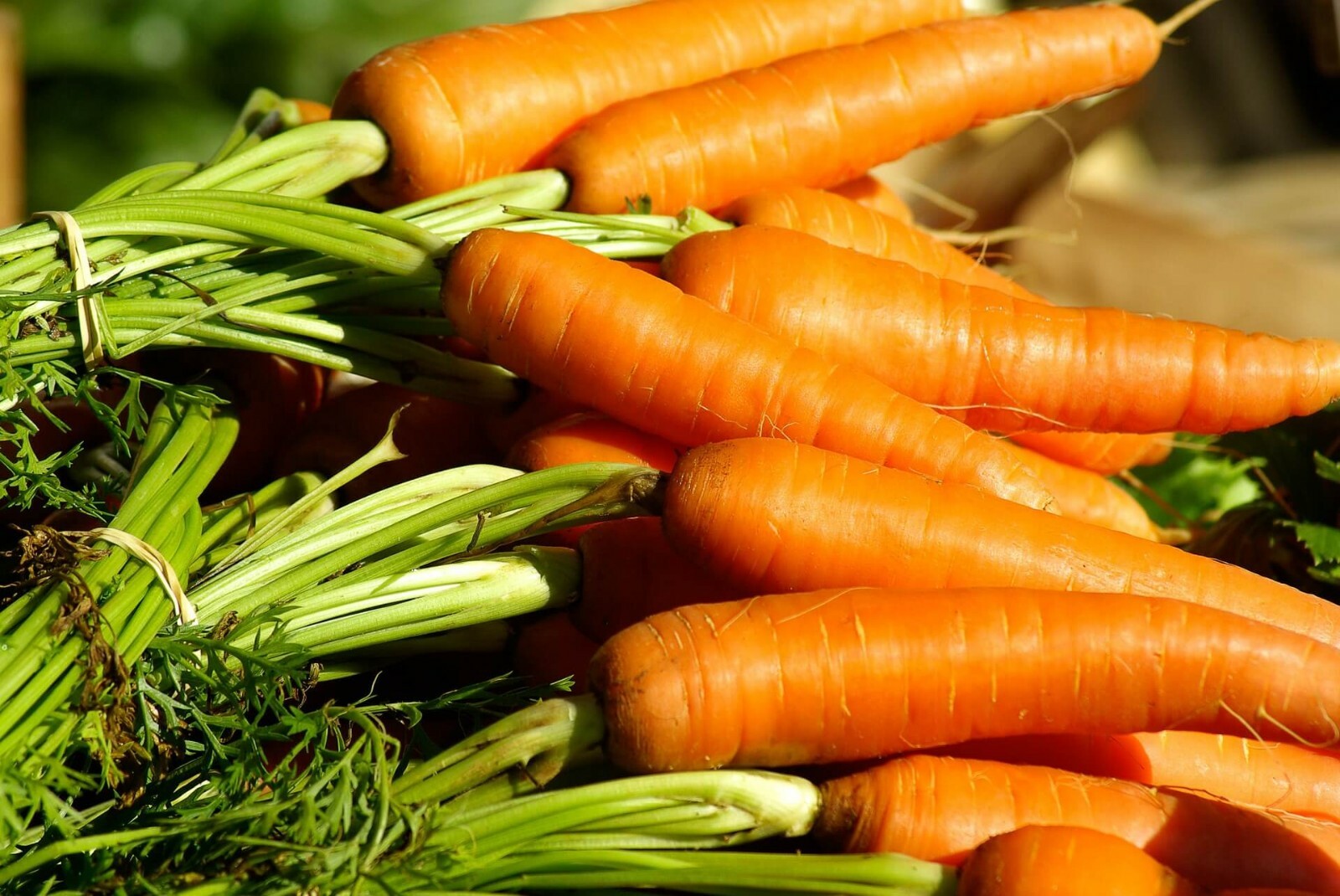 Danvers Carrot Seeds | Non-GMO | Fresh Vegetable Garden Seeds USA