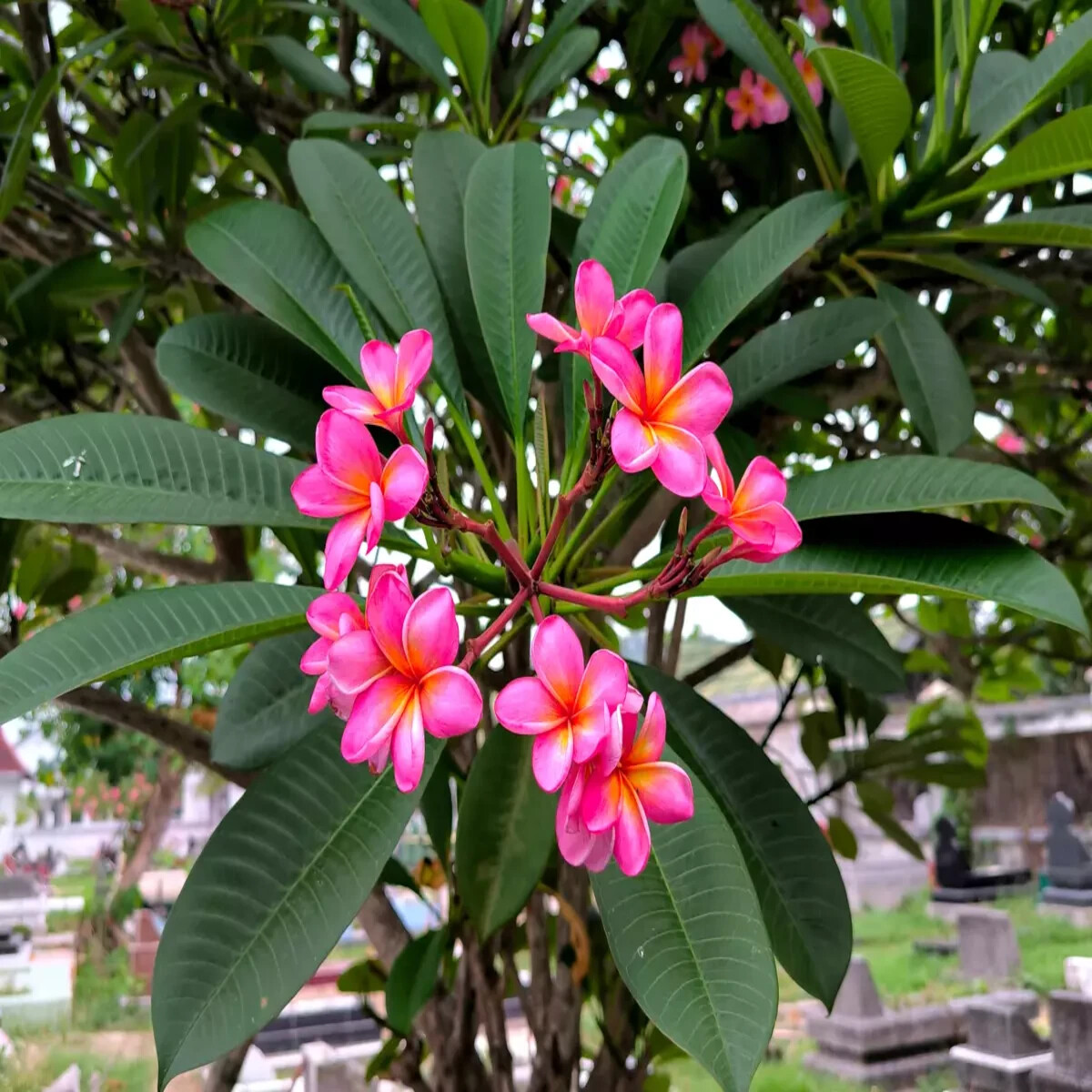 Mexican Red Plumeria Temple Tree Seeds (P. rubra) Tropical Frangipani Flower