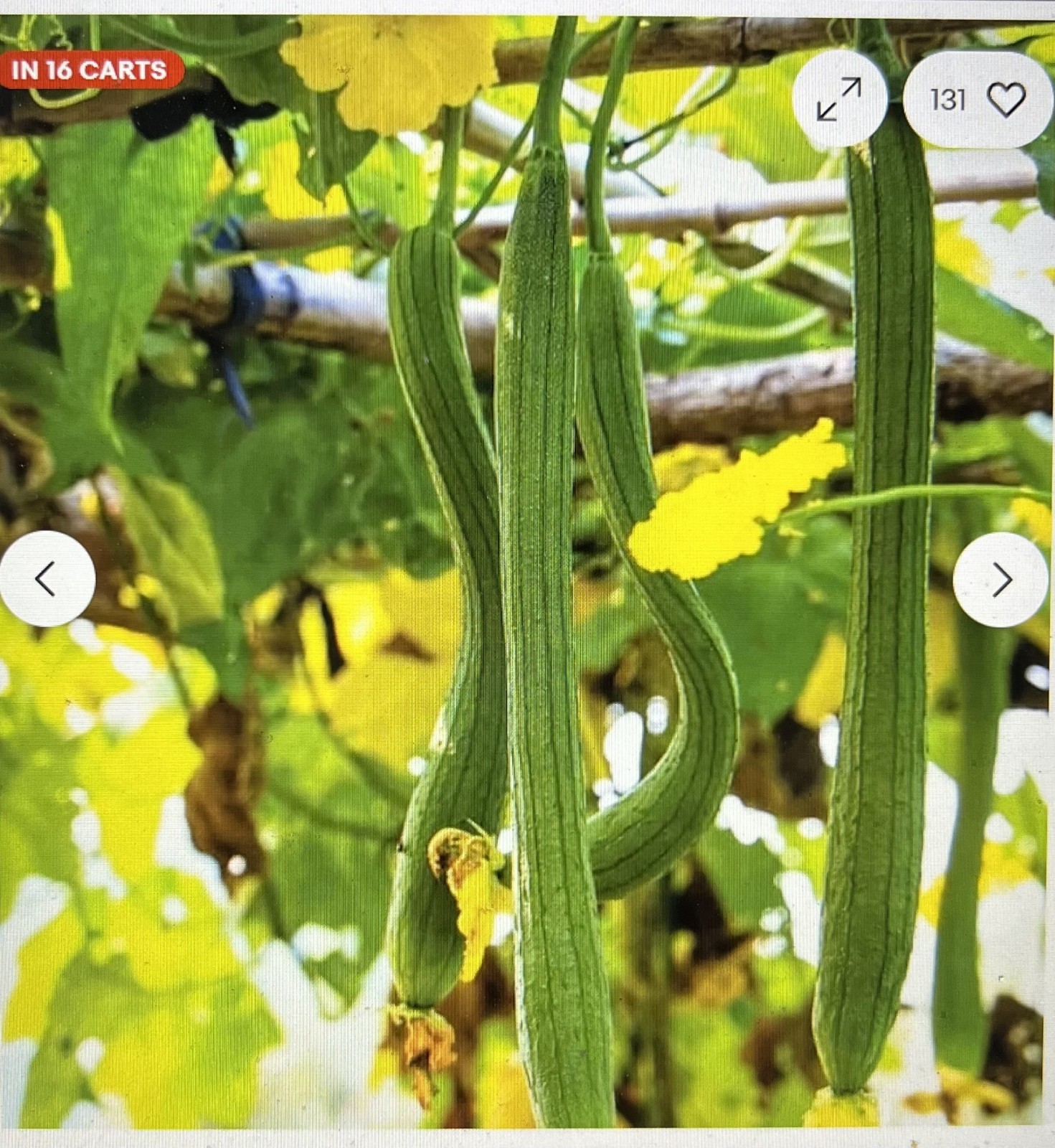 35 Super Long Luffa Gourd Seeds – Seeds – Non-GMO Heirloom Variety, Muop Huong.