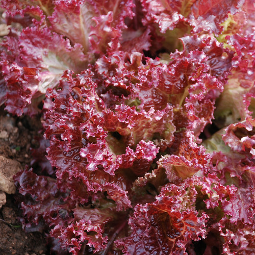 250 SEEDS – lettuce, Lolla Rosa, Red Leaf – GroCo USA – BUY 15-SHIPS FREE
