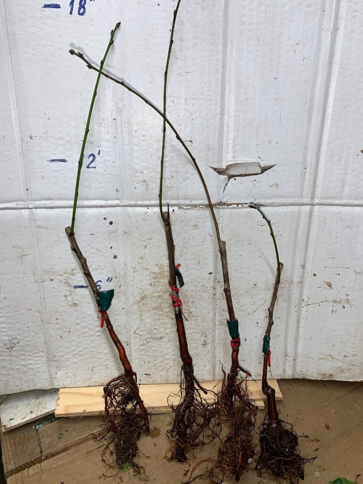 12-18″ tall French Prune, bare root, 1 grafted plant, 1 year old