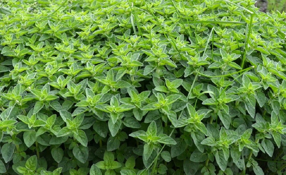 Pennyroyal Seeds Pennyroyal 250 Seeds Mint Seeds Perennial Seeds