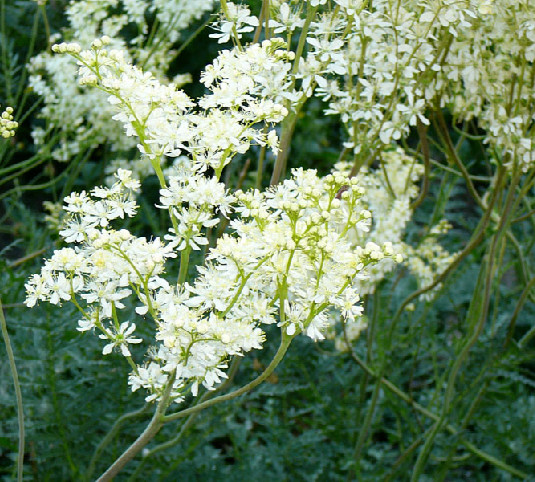 Filipendula vulgaris, hexapetala, 25 seeds