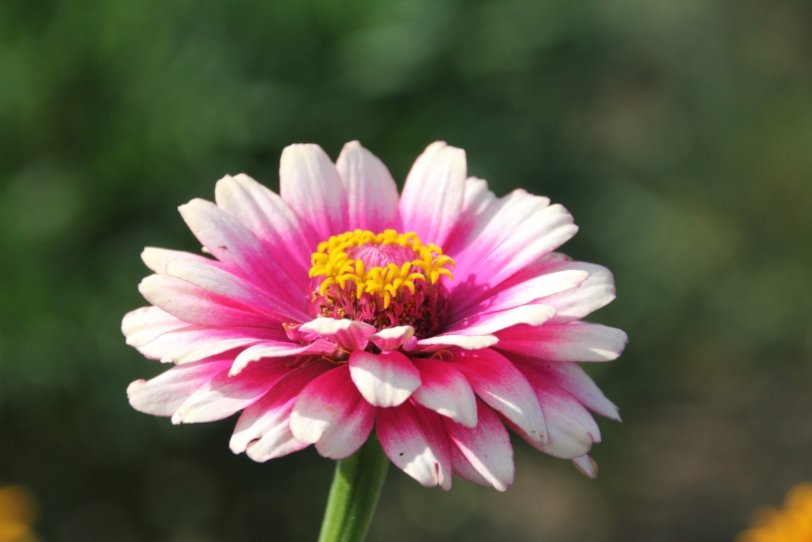 50 CAROUSEL MIX ZINNIA Elegans Carrousel Whirligig Mixed Colors Flower Seeds