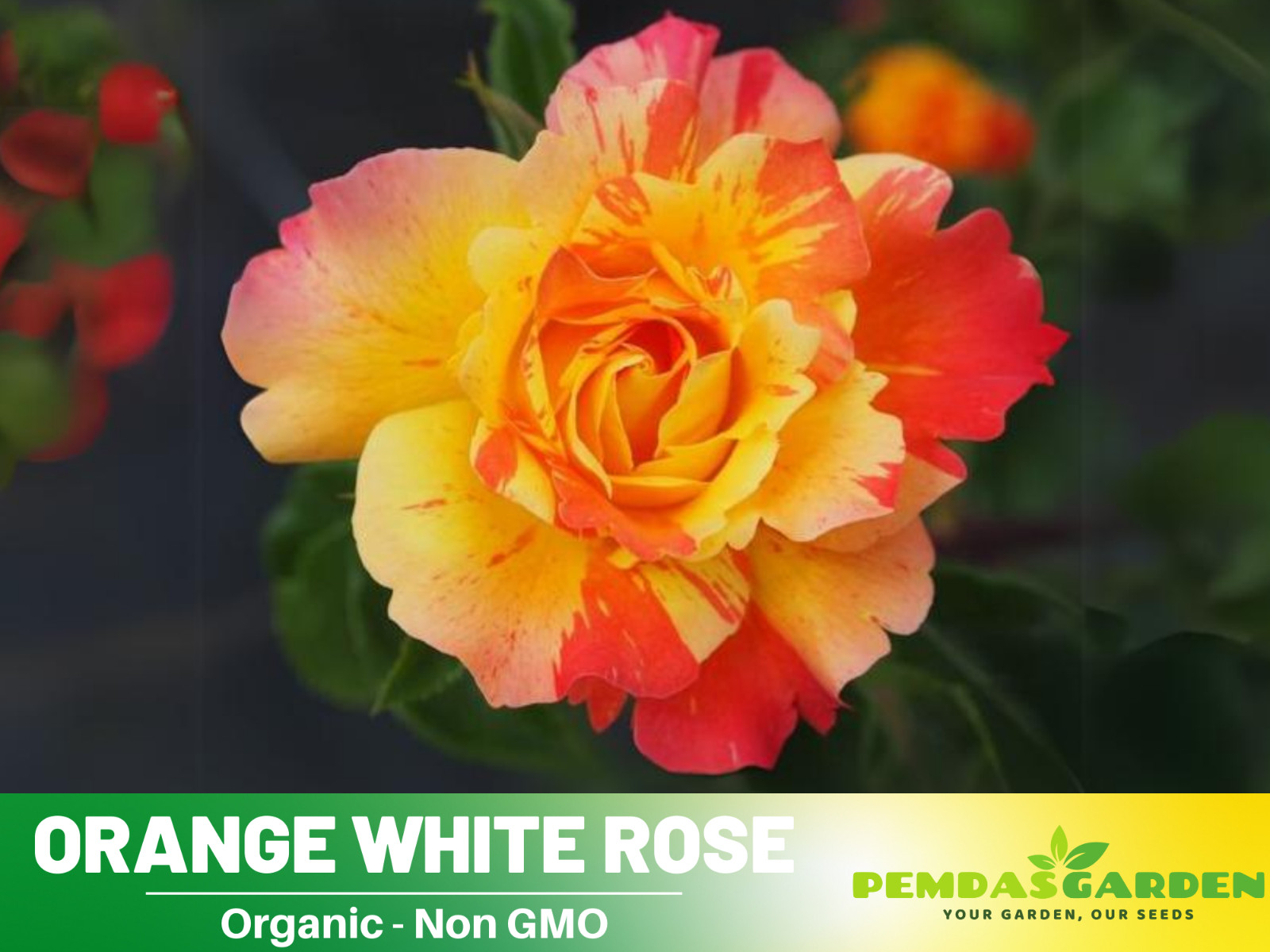 30+ Seeds|Orange White Perennial Flower Rose Seeds,#1054