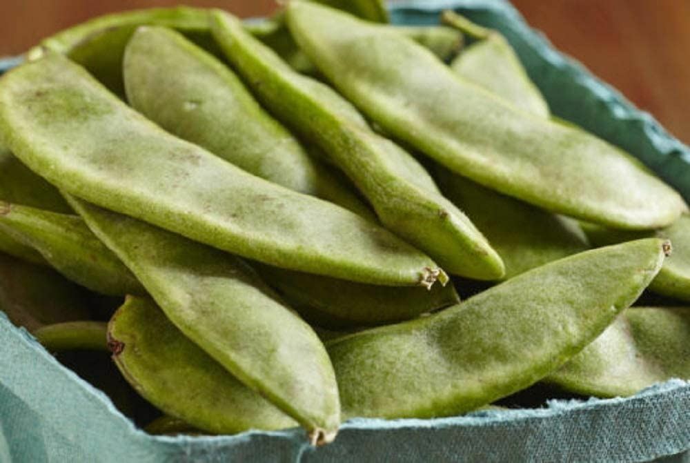 Bean Henderson’s Bush Lima Bean Seeds ,”COOL BEANS N SPROUTS” Brand. Home Garden
