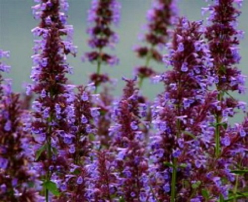 30+ NEPETA PARNASSICA (CATMINT) FLOWER SEEDS / PERENNIAL