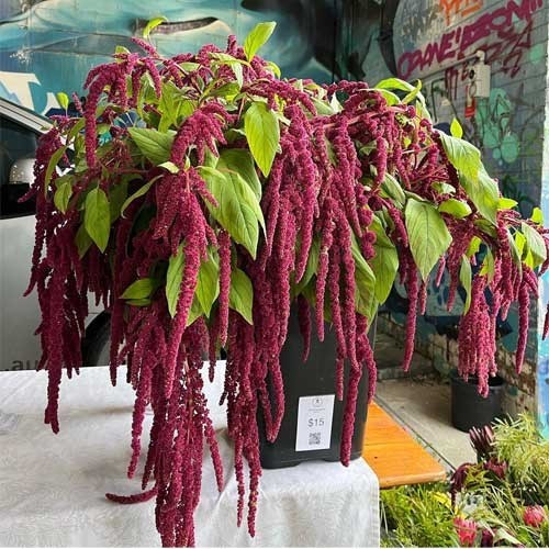 Love Lies Bleeding (Amaranthus caudatus) Free Shipping! FREE SHIPPING