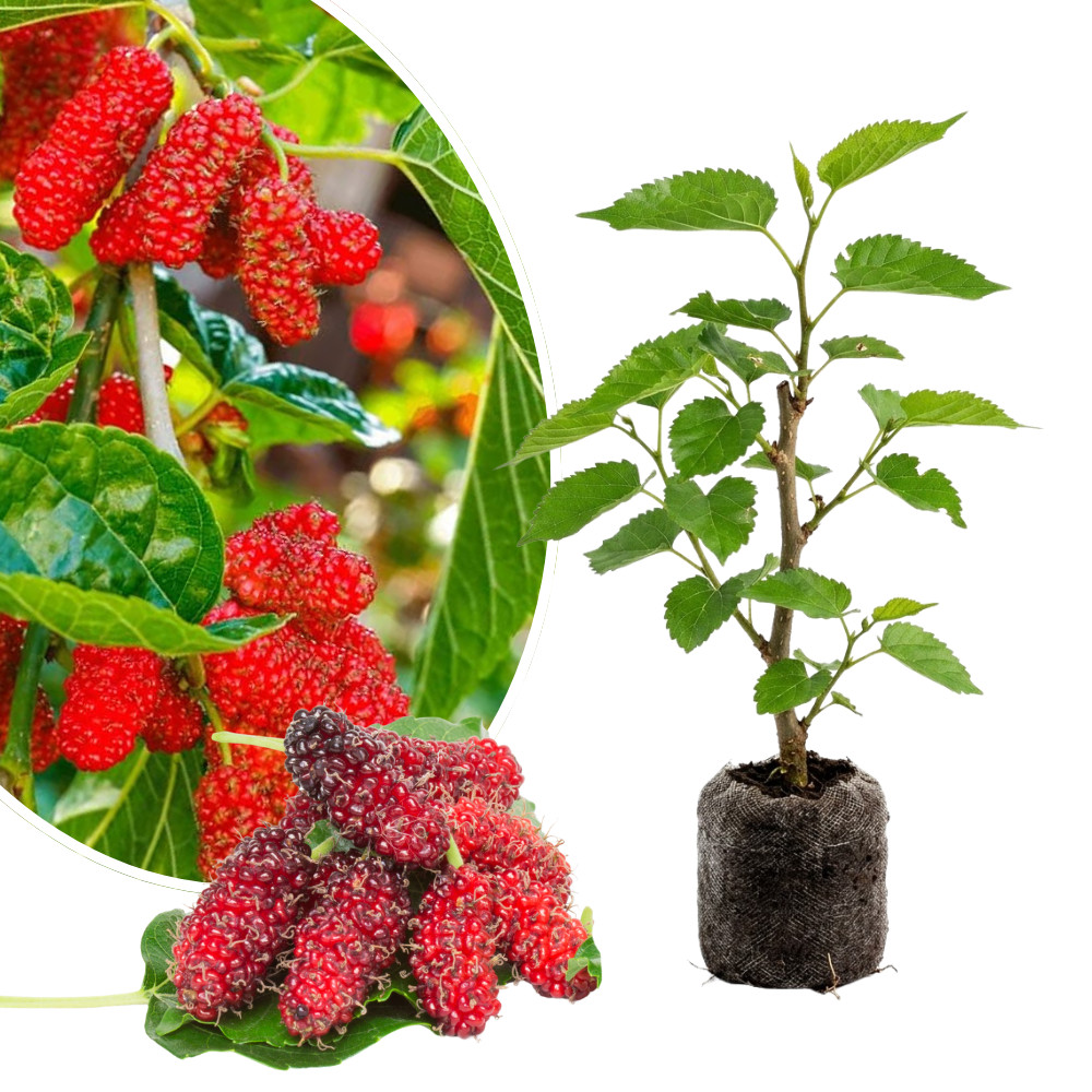 Red Mulberry Live Plant 4-6 Inches Tall Rooted Fruit Tree Morus
