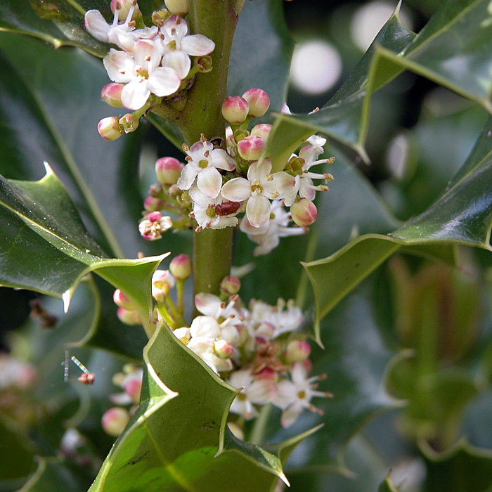 English Holly, Ilex aquifolium, Tree Seeds