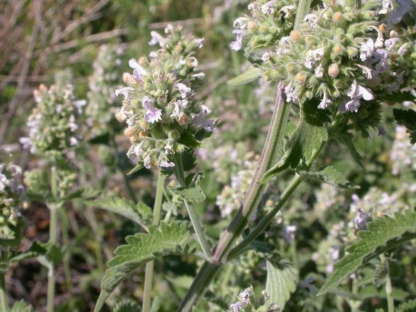Nepeta cataria | Catnip | Catmint | Catswort | 50 Seeds
