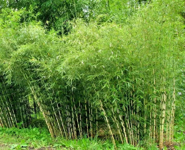 10 UMBRELLA BAMBOO SEEDS – Fargesia spathacea Great Cover