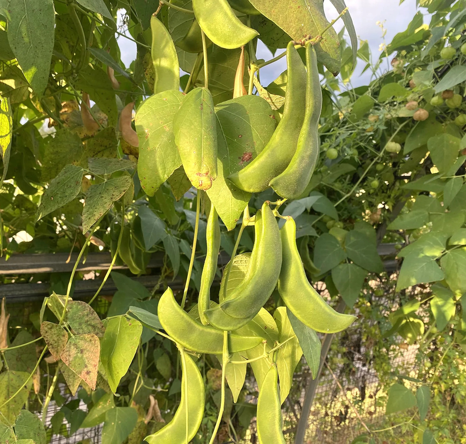 King of The Garden Pole Lima Bean Seeds | Giant Heirloom Limas Beans Seed 2025