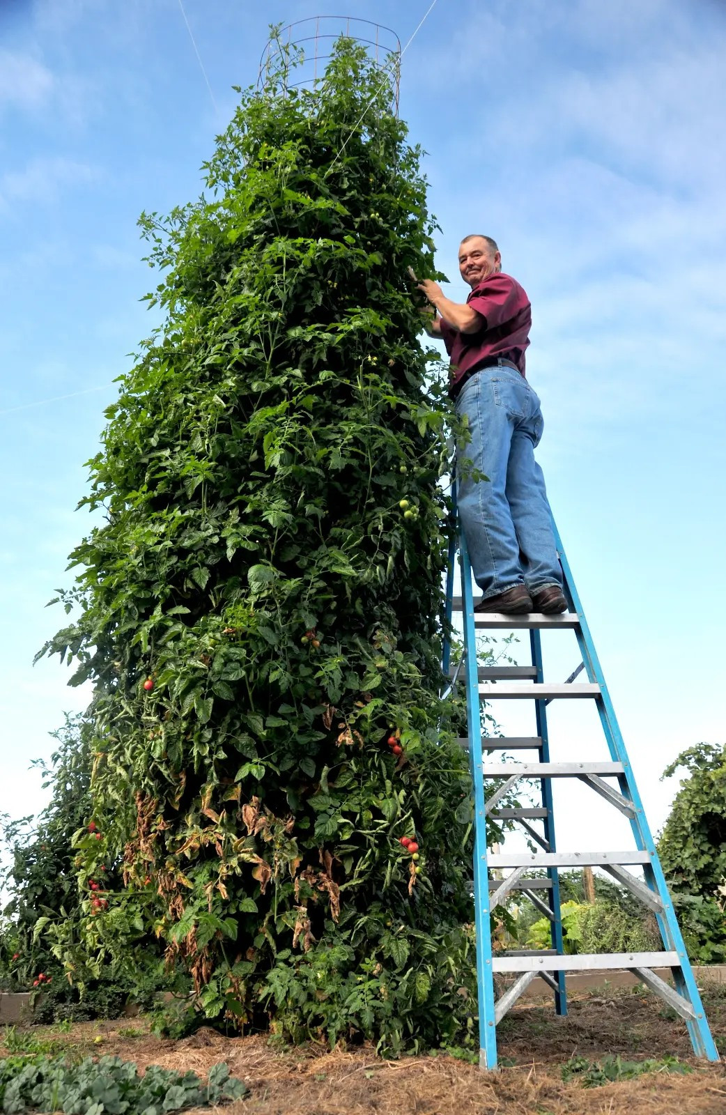240+ Trip L Crop Tomato Seeds – TOMATO TREE — 15 FOOT VINES — HUGE —— RARE