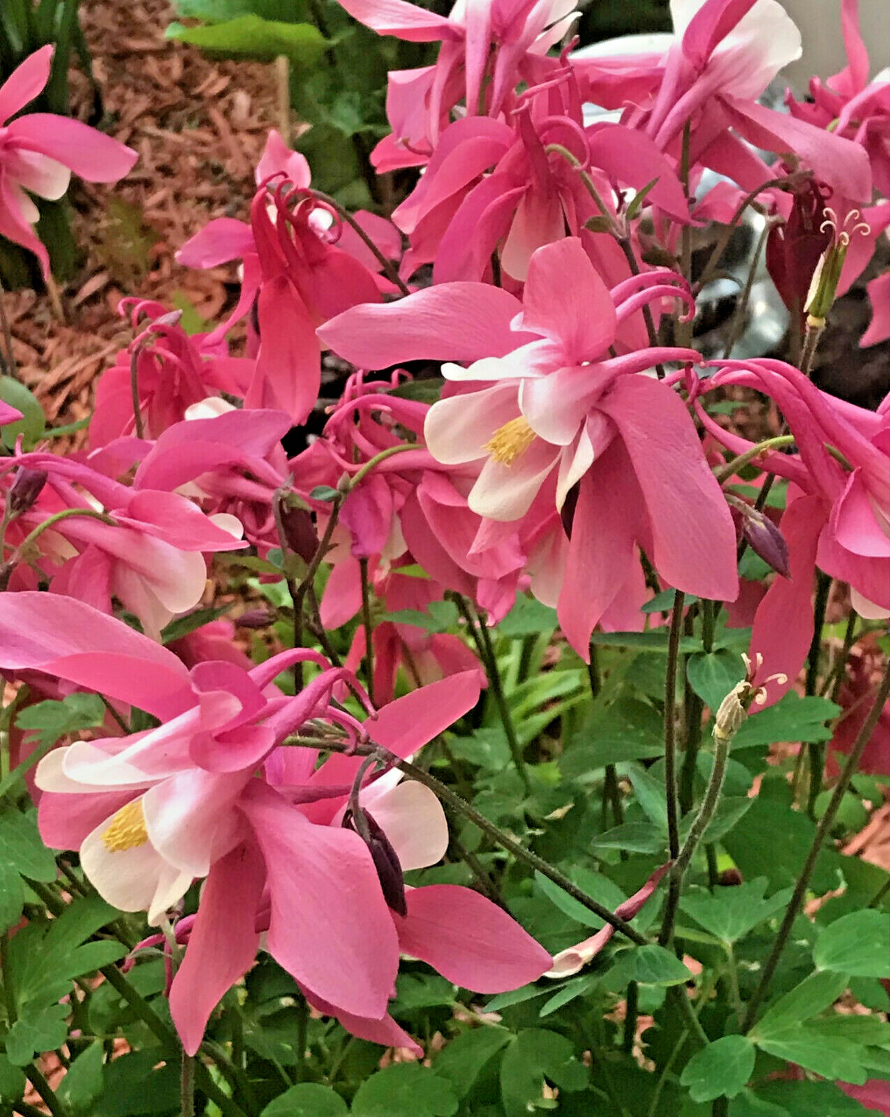 50 COLUMBINE SEEDS (Aquilegia seeds) Organic ~ Perennial Multi Color Flower