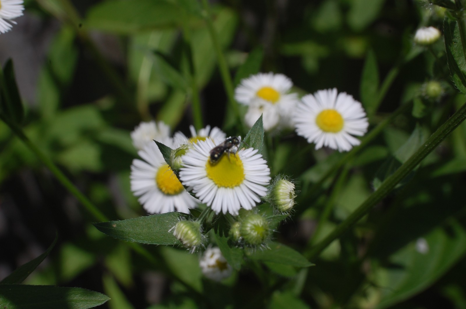 1/4 TSP + ANNUAL FLEABANE DAISY SEEDS/Erigeron annuus/NATIVE US