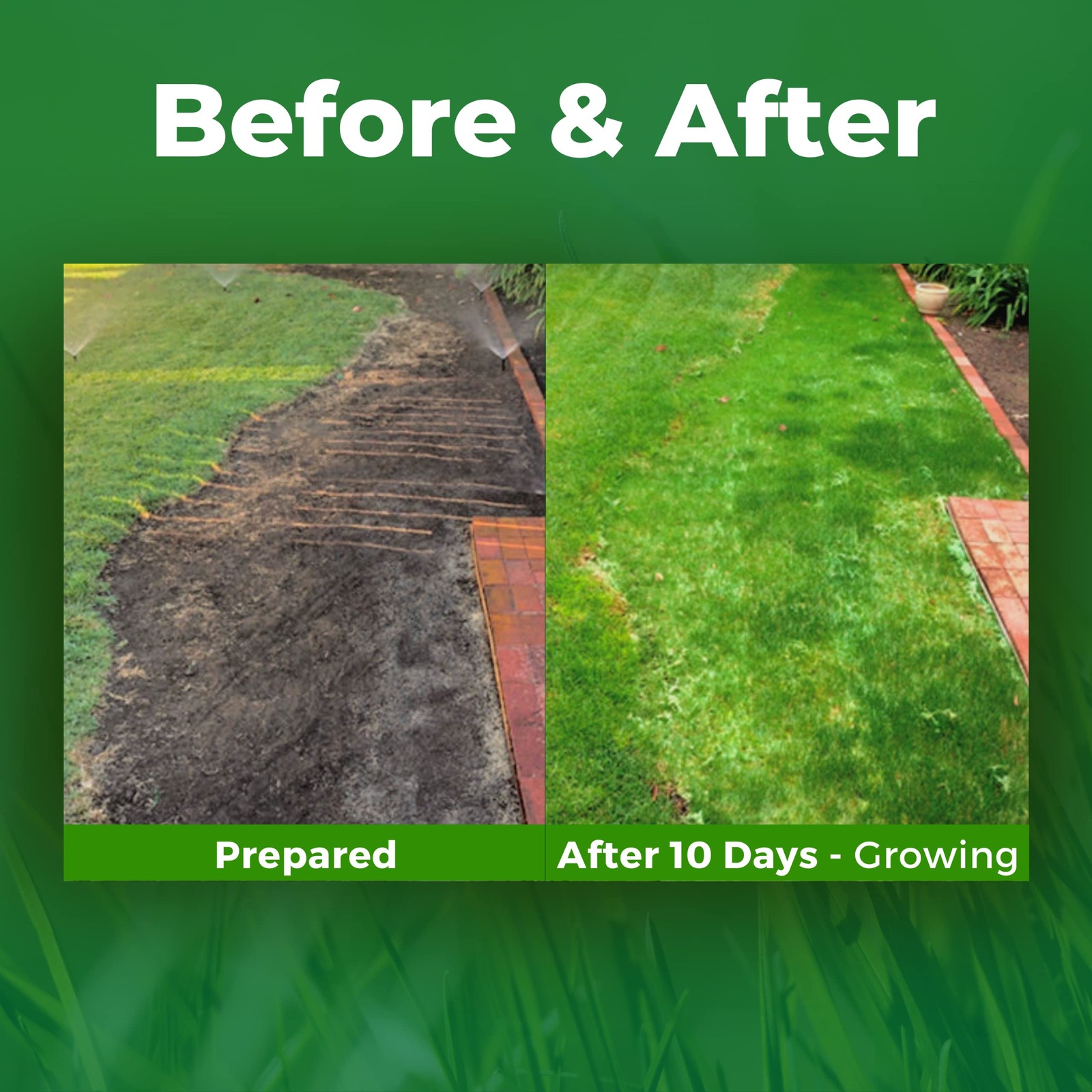 Biodegradable Bermuda Rye Grass Seed & Fertilizer for Lawns & Dog Patches