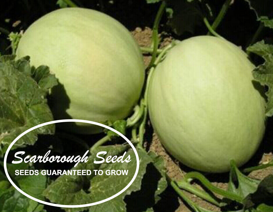 SCARBOROUGH SEEDS Honeydew Melon 50 SEEDS NON-GMO USA FREE SAME DAY SHIPPING