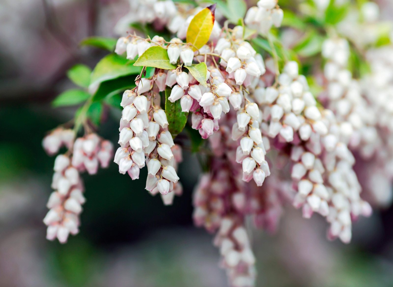 20 BEARBERRY Arctostaphylos Uva-Ursi Kinnikinnick Pinemat Manzanita Flower Seeds