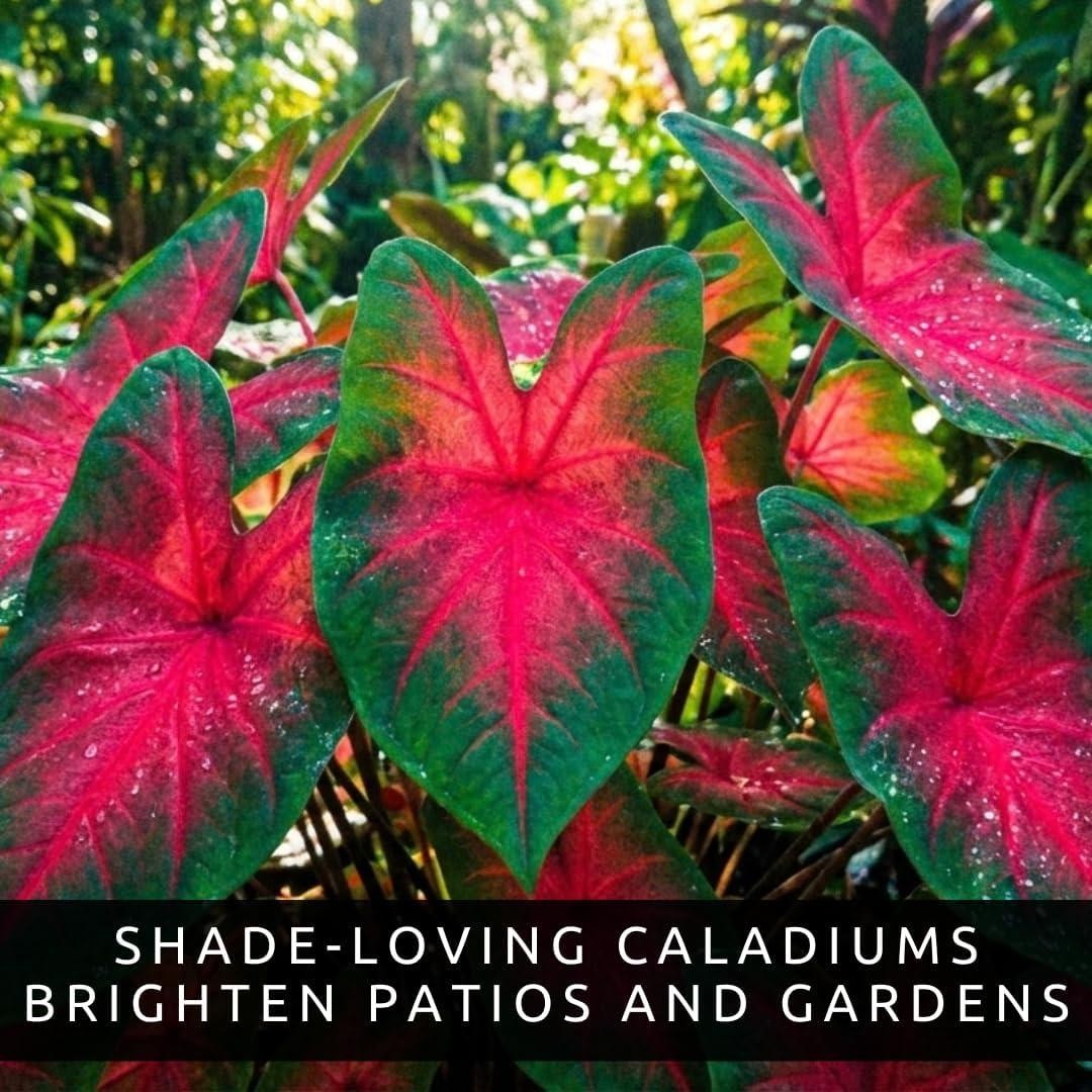 Scarlet Arrow Caladium Bulbs For Planting – Great Indoor Plants (6 Bulbs)