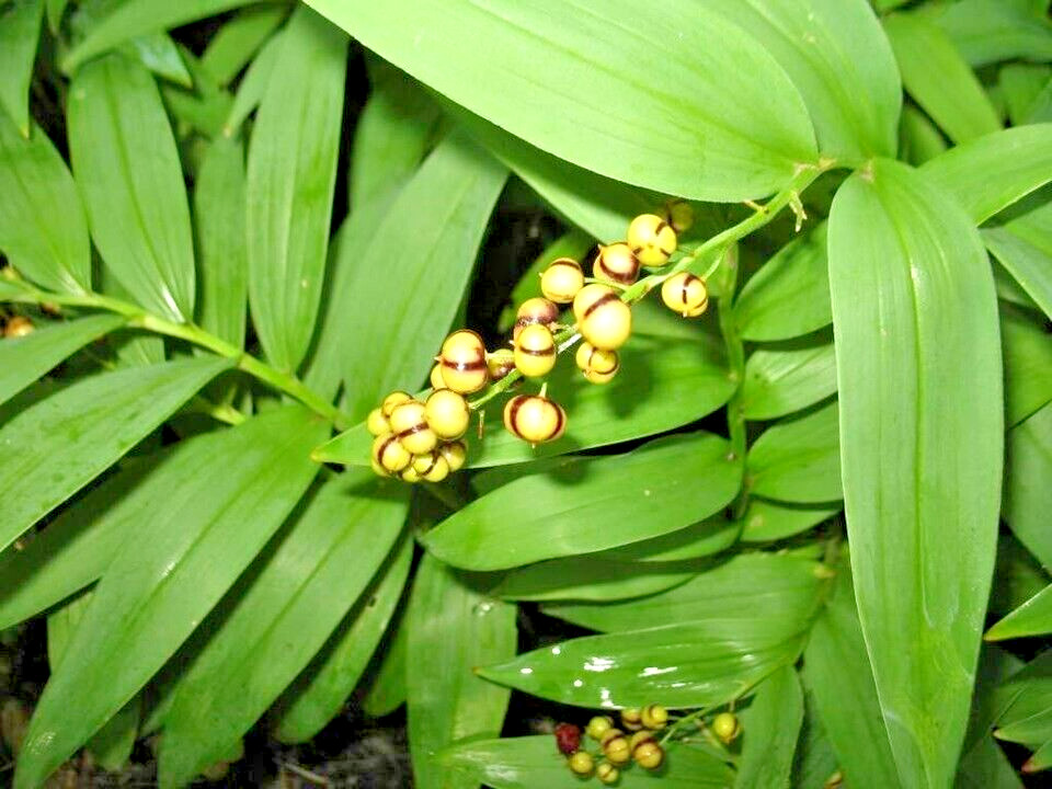 15 FALSE SOLOMONS SEAL SEEDS – Maianthemum racemosum