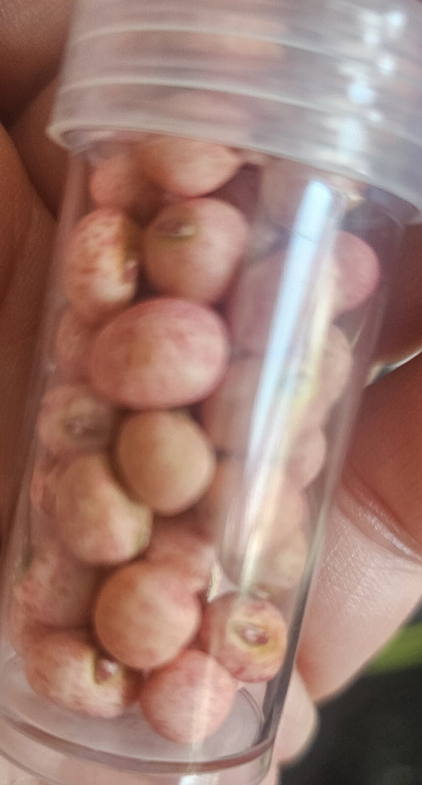 Heirloom Seeds Giant Set 41 Piece.