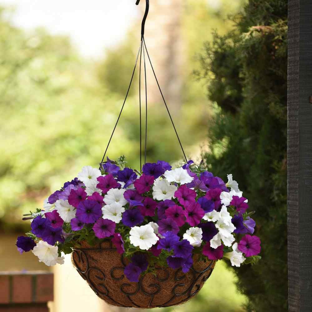 30 Seeds Easy Wave Spreading Petunia Great Lakes Flower Seed Mix