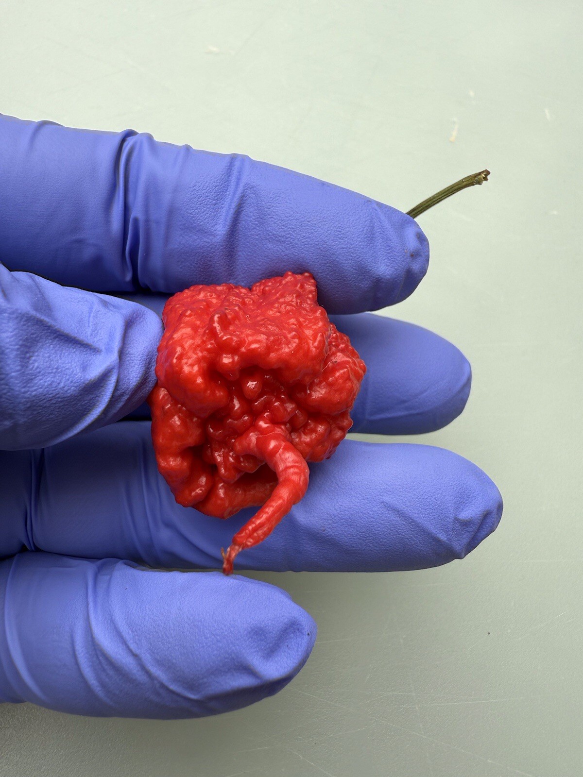 10+ Carolina Reaper Pepper Seeds World Record 100% Organic Free shipping