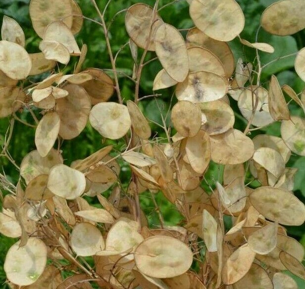 MONEY PLANT SEEDS 50+ Lunaria Biennis BIENNIAL flower GARDEN FREE SHIPPING