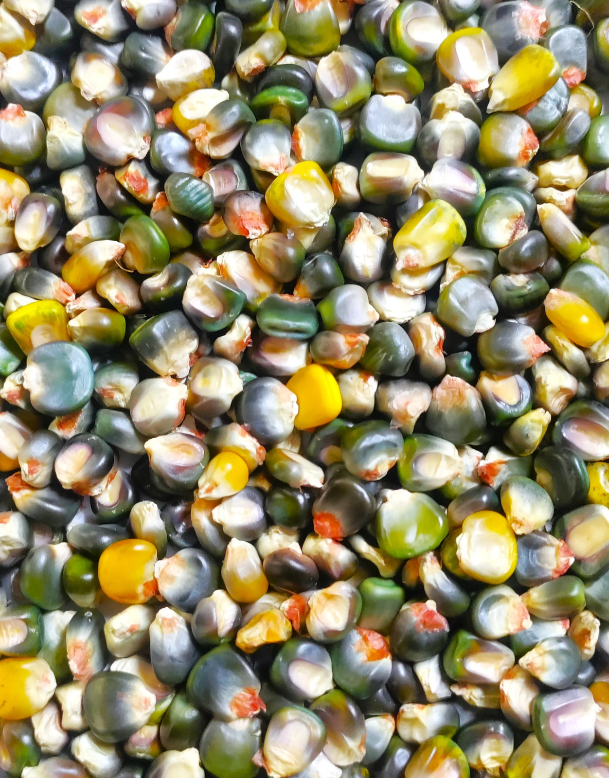 Green And Gold Dent Corn Seeds | Indian Ornamental Oaxacan Maize Flint Seed 2025