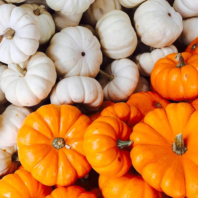 Mini Mix Pumpkin Seeds | White and Orange Untreated Baby Boo Little Seed 2023