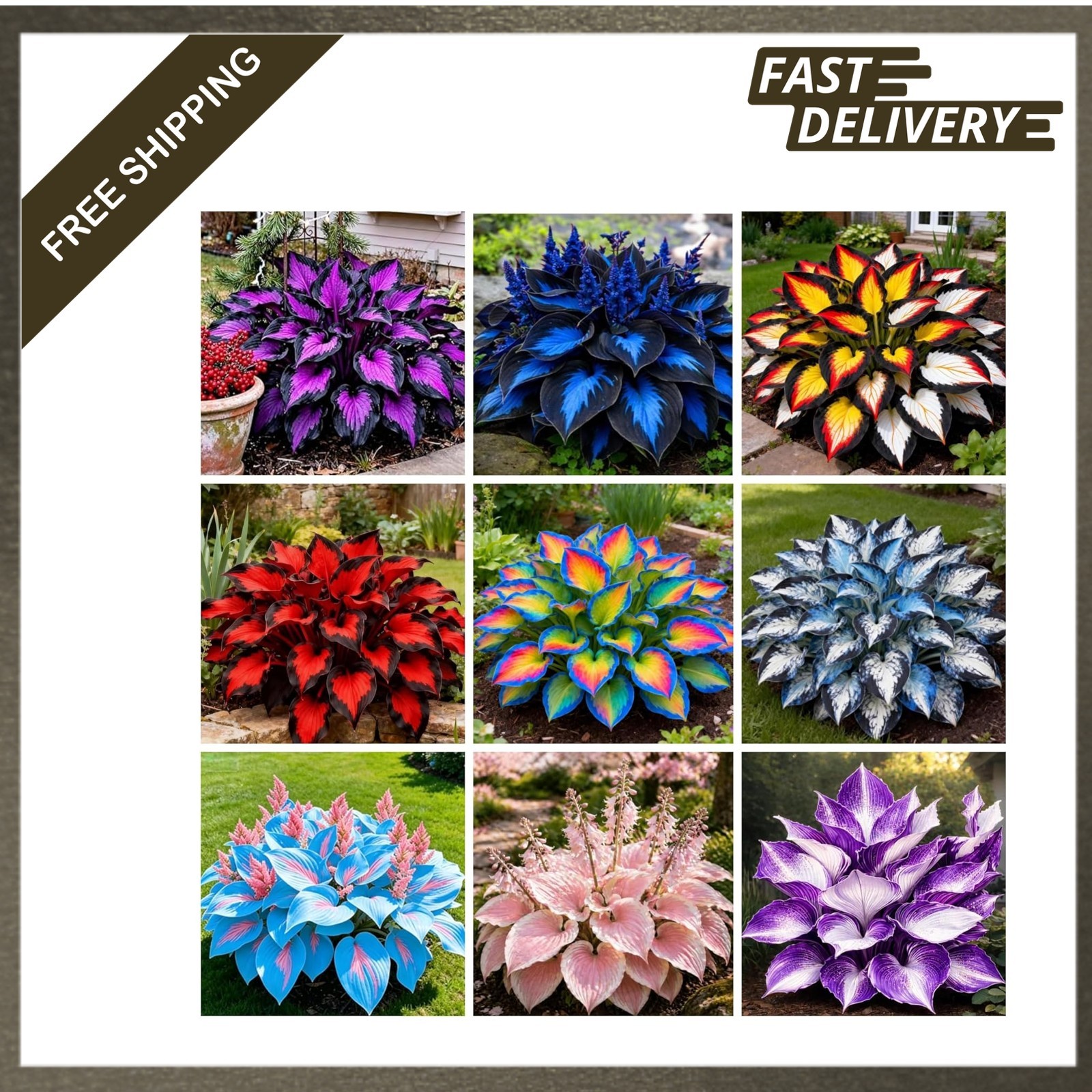 Hosta Seeds Perennial Heart Shaped Foliage Bare Roots Garden Flower Plant
