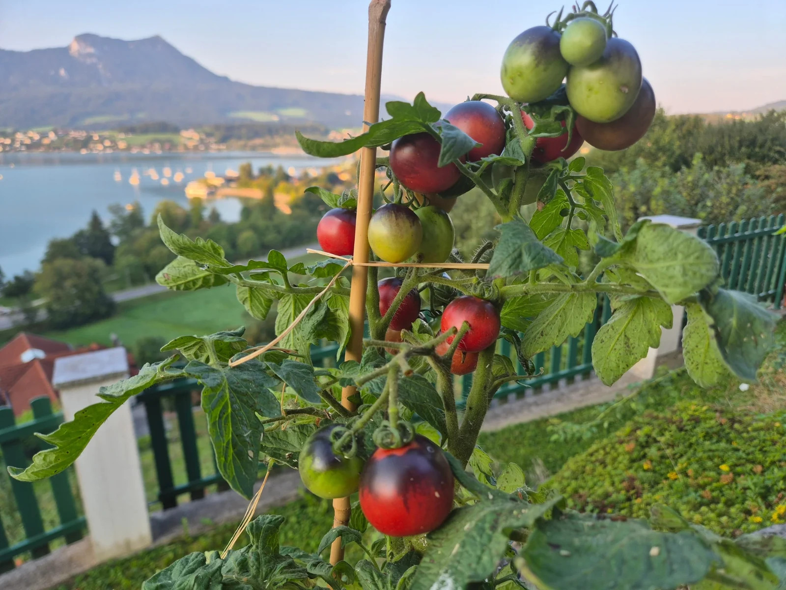 10 seeds Dwarf Mocha’s Cherry Tomato ORGANIC Rare Anthocyanin Variety