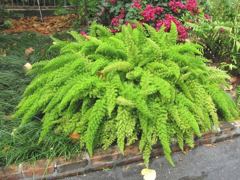 5 Seeds of FOXTAIL FERN – Asparagus Meyeri – 1 Pk