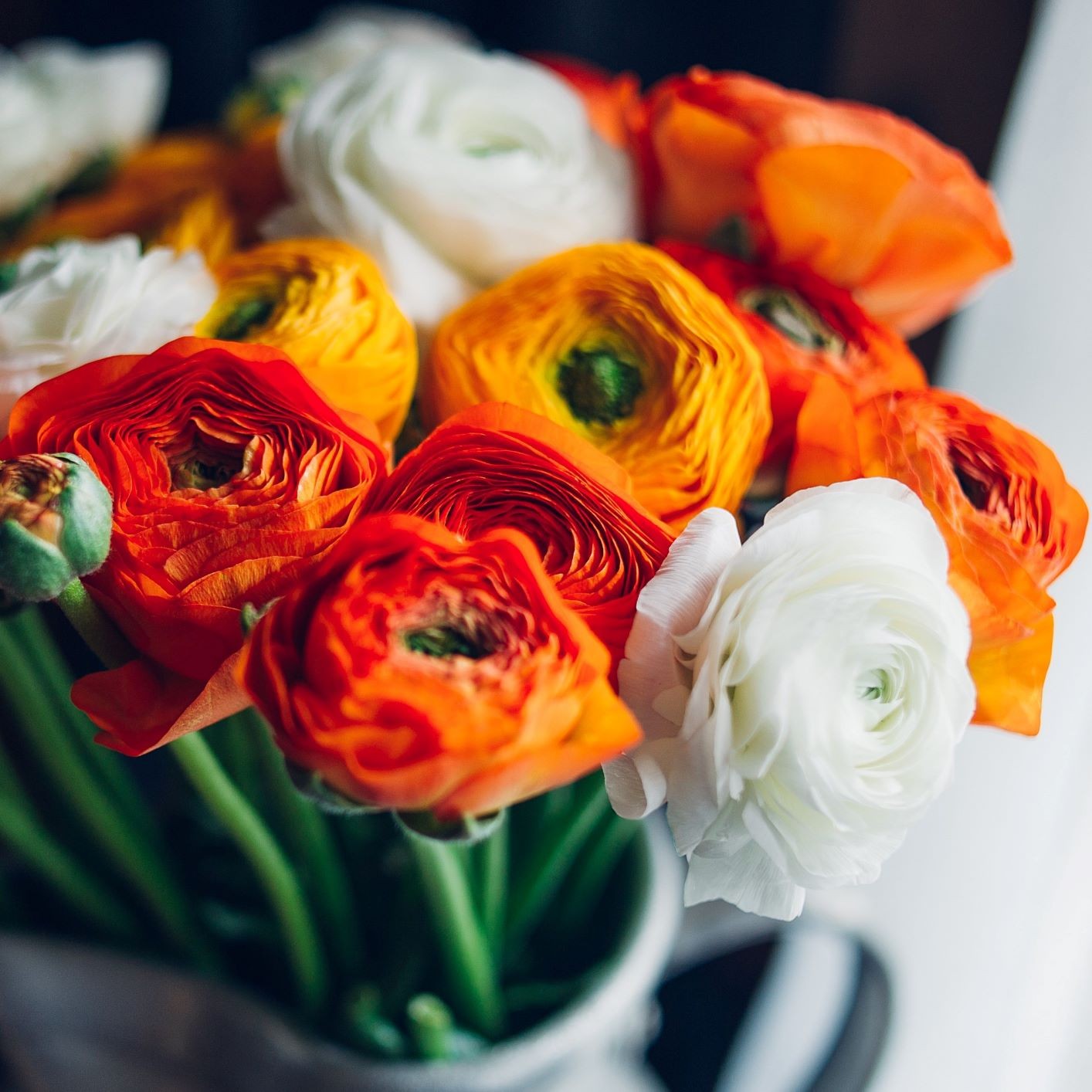 Ranunculus Buttercup Fire & Ice Collection 30 Bulbs – Spring Blooms in Sun