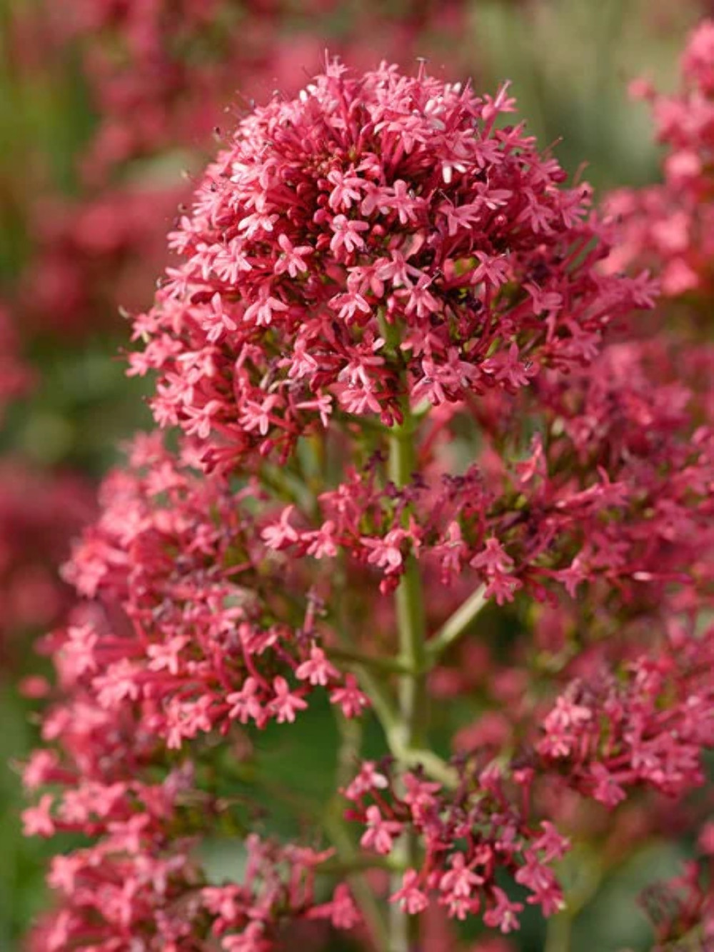 50 RED JUPITER’S BEARD Valerian Keys of Heaven Centranthus Ruber Flower Seeds