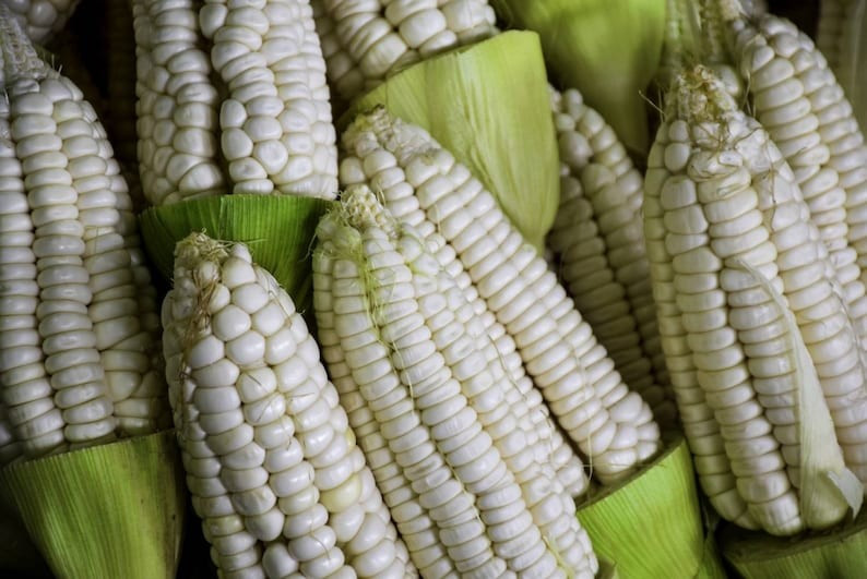 Peruvian Mountain Corn Seeds (30) / Peruvian Maiz Montana / Massive / Rare