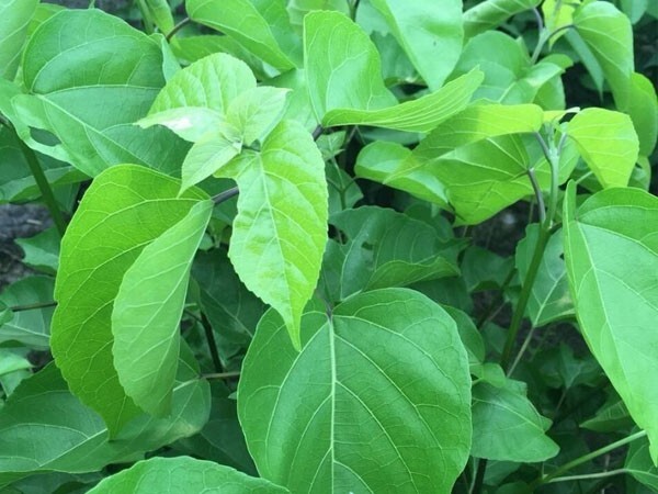 10 PCS PREMNA SERRATIFOLIA SEEDS, HẠT LÁ CÁCH